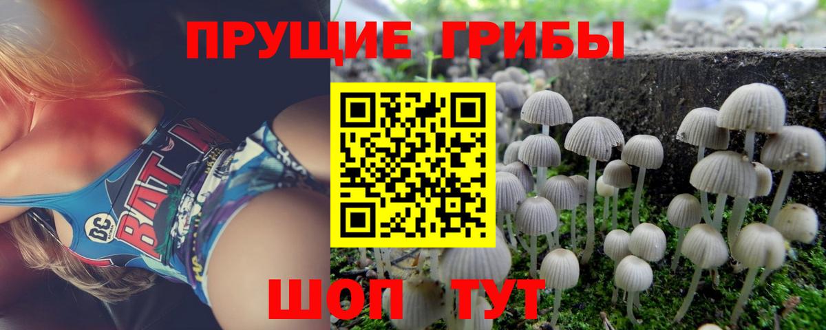 Галлюциногенные грибы Psilocybine cubensis Гусев